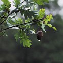 Quercus robur